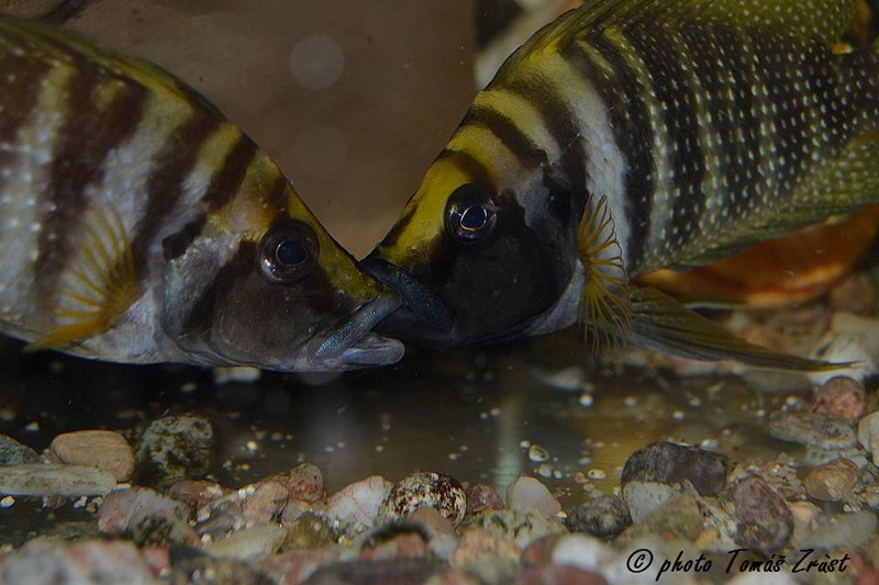 Altolamprologus calvus 'Nkamba Bay' (Yellow)